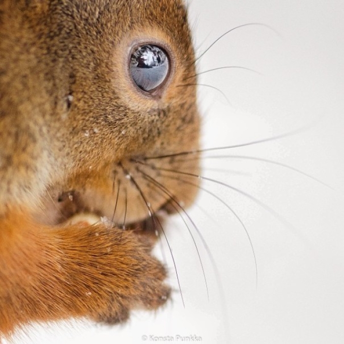 finnish-wildlife-feeding-squirrel-whisperer-konsta-punkka-50