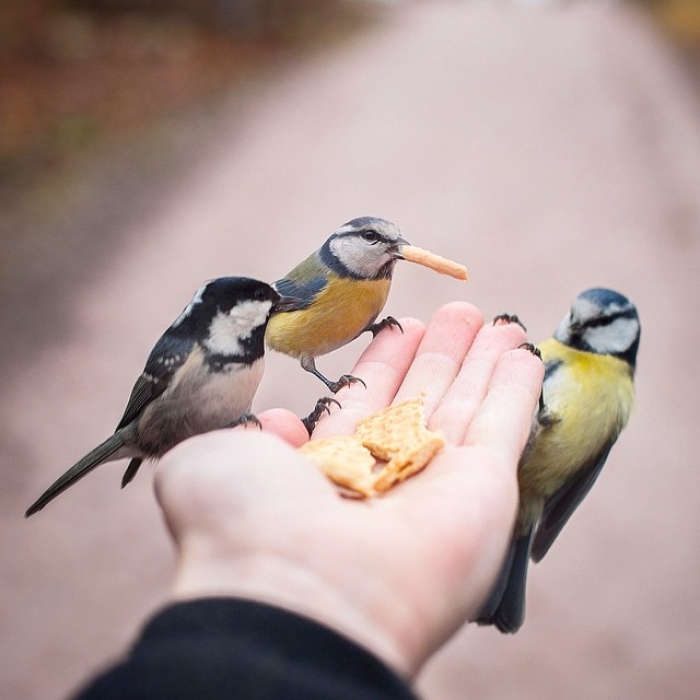 finnish-wildlife-feeding-squirrel-whisperer-konsta-punkka-25