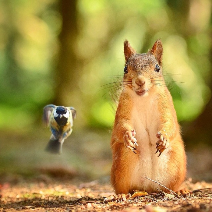 finnish-wildlife-feeding-squirrel-whisperer-konsta-punkka-23
