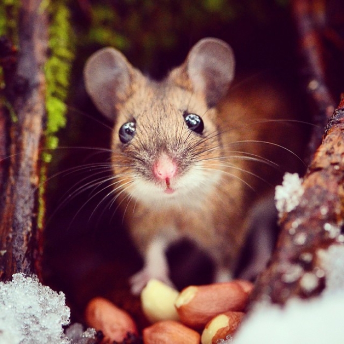 finnish-wildlife-feeding-squirrel-whisperer-konsta-punkka-16