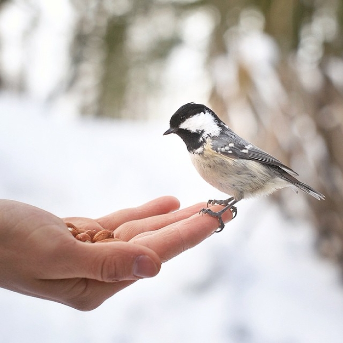 finnish-wildlife-feeding-squirrel-whisperer-konsta-punkka-33