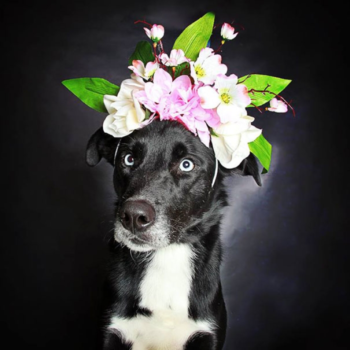 adoption-dog-black-portraits-guinnevere-shuster-8