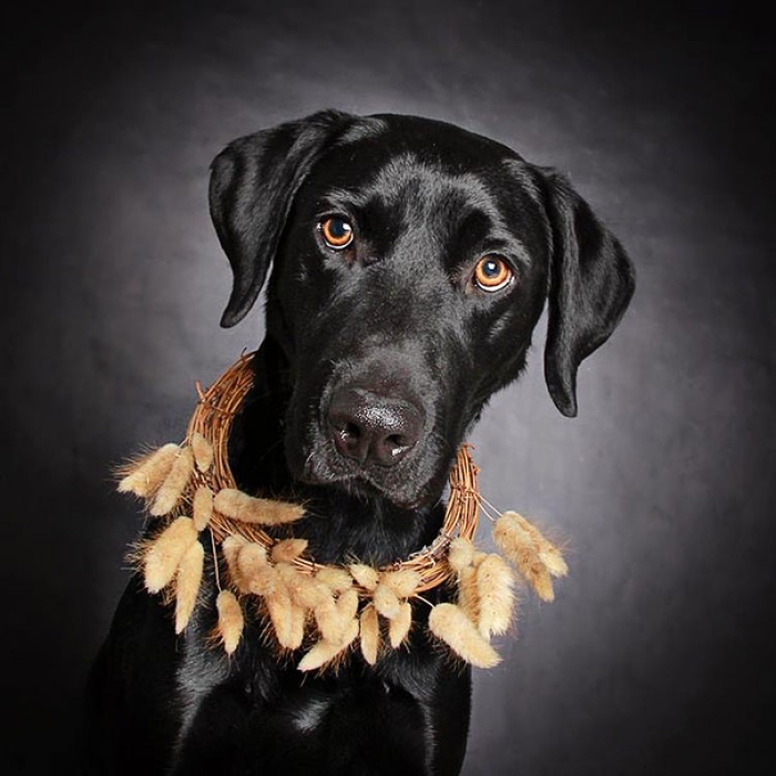 adoption-dog-black-portraits-guinnevere-shuster-2