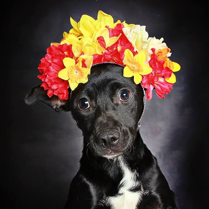 adoption-dog-black-portraits-guinnevere-shuster-5