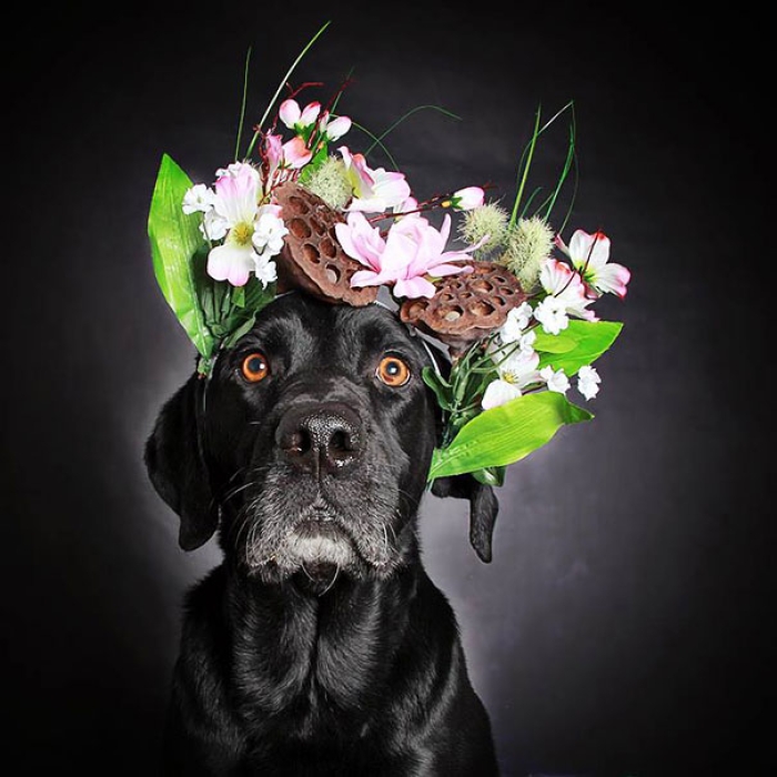 adoption-dog-black-portraits-guinnevere-shuster-6