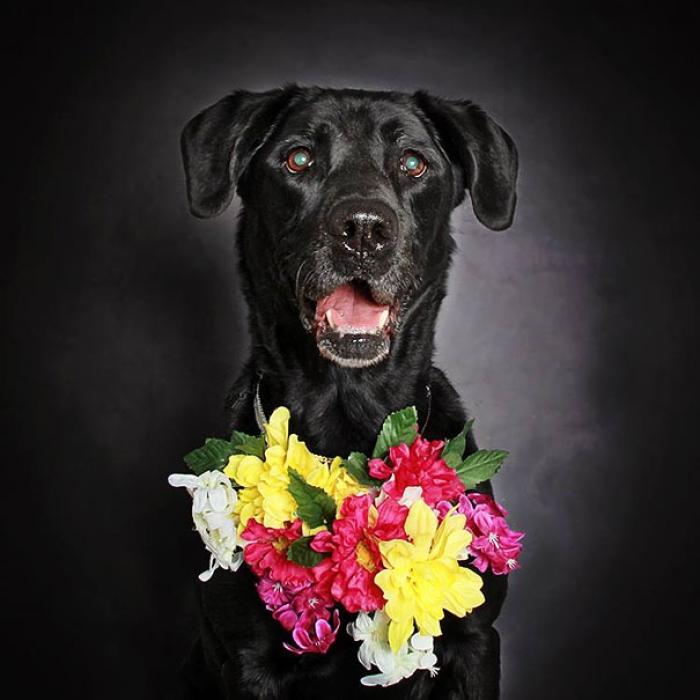 adoption-dog-black-portraits-guinnevere-shuster-1
