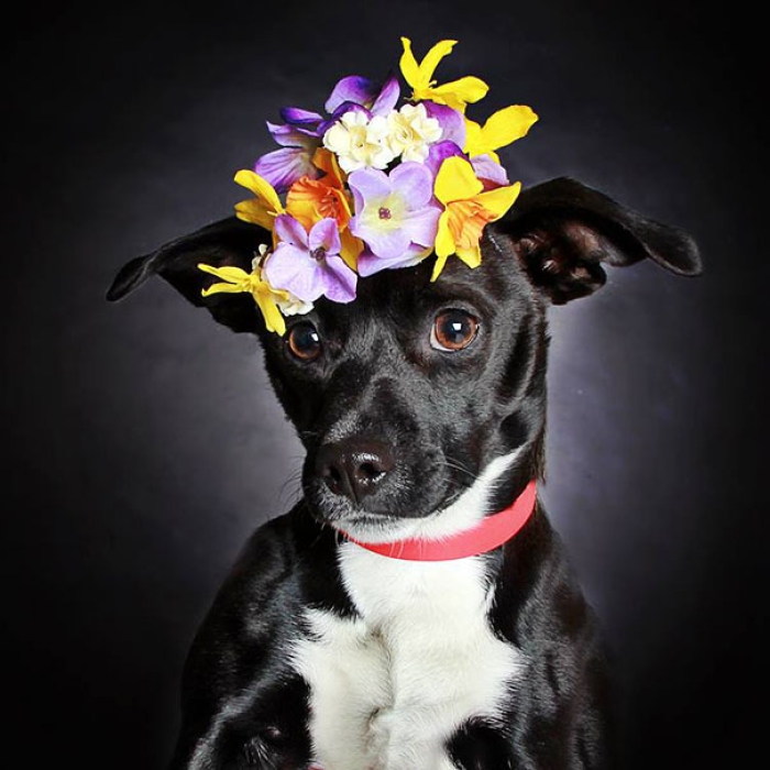 adoption-dog-black-portraits-guinnevere-shuster-7