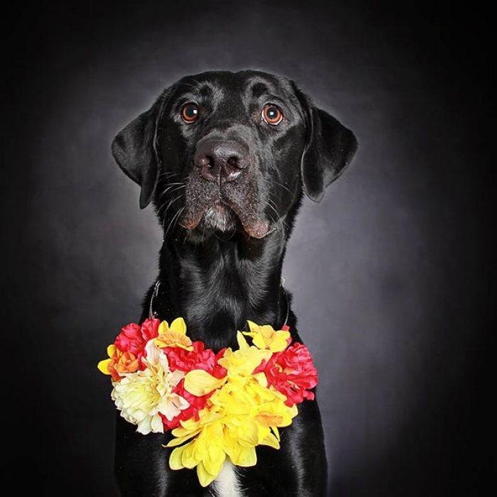 adoption-dog-black-portraits-guinnevere-shuster-4
