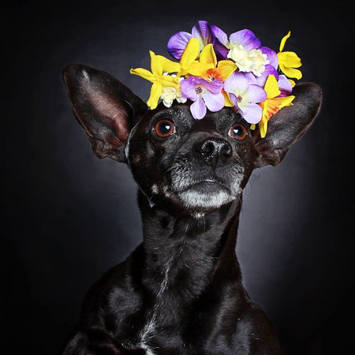 adoption-dog-black-portraits-guinnevere-shuster-3