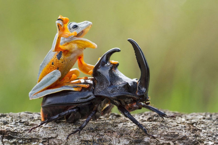frog-beetle-rodeo-hendy-mp-2