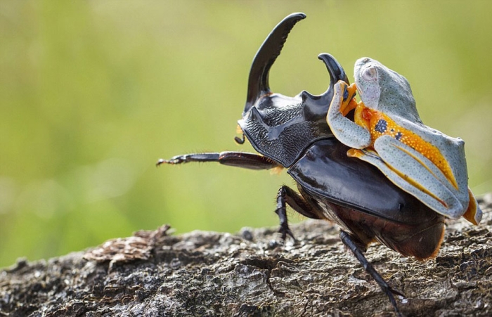 frog-beetle-rodeo-hendy-mp-3