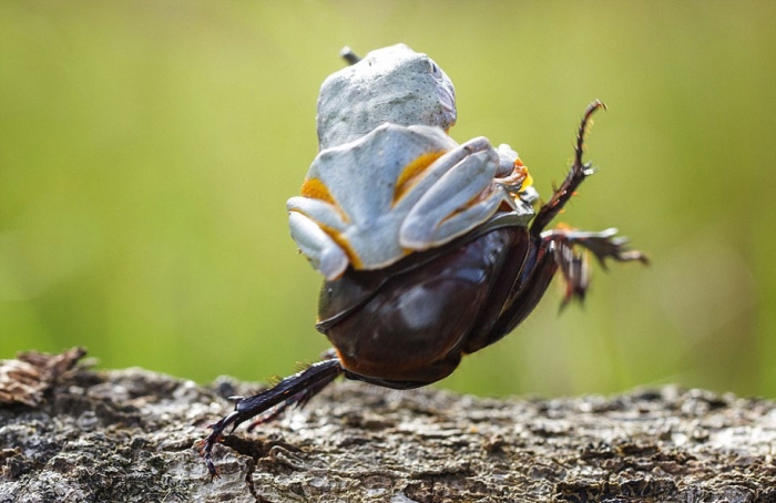 frog-beetle-rodeo-hendy-mp-4