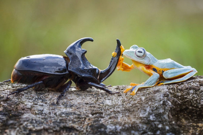 frog-beetle-rodeo-hendy-mp-1