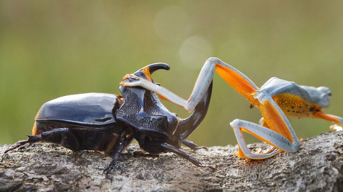 frog-beetle-rodeo-hendy-mp-5