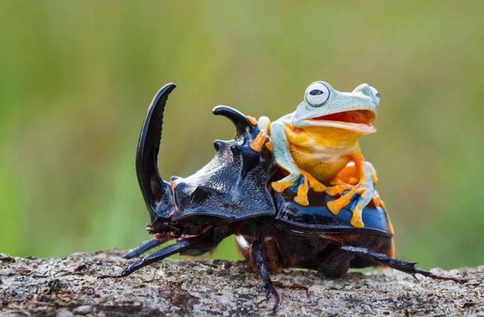 frog-beetle-rodeo-hendy-mp-6