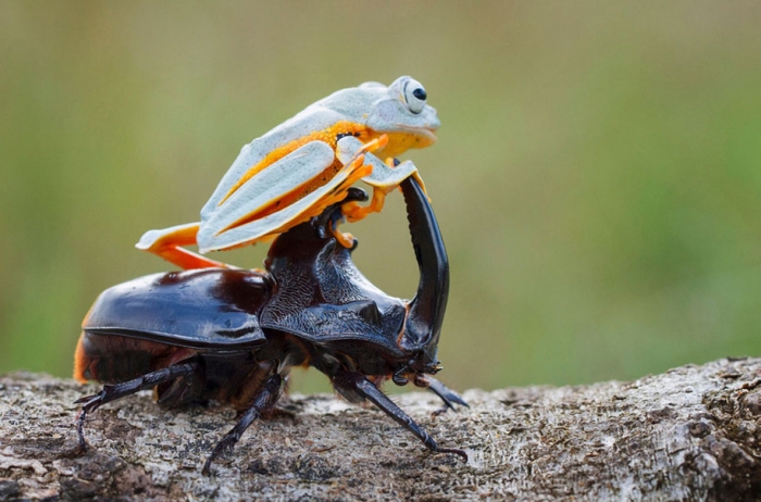 frog-beetle-rodeo-hendy-mp-7