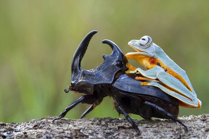 frog-beetle-rodeo-hendy-mp-8