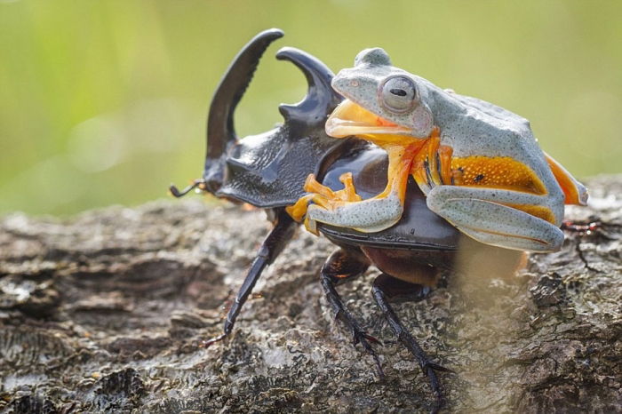 frog-beetle-rodeo-hendy-mp-9