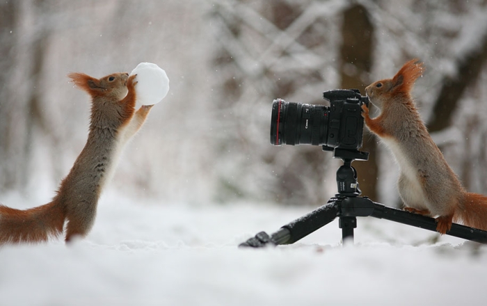 macro-photography-squirrel-vadim-trunov-russia-1
