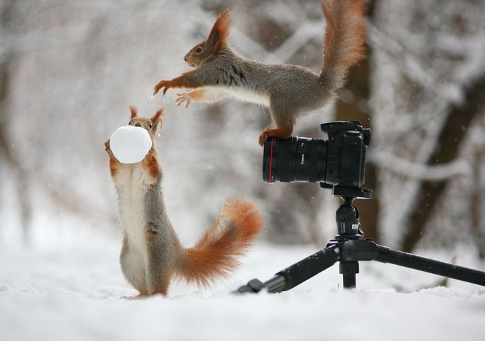 macro-photography-squirrel-vadim-trunov-russia-2