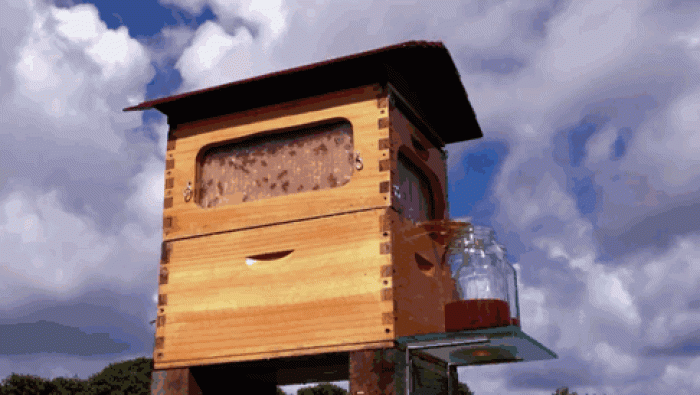 bees-easy-honey-tap-flow-hive-stuart-cedar-anderson-11