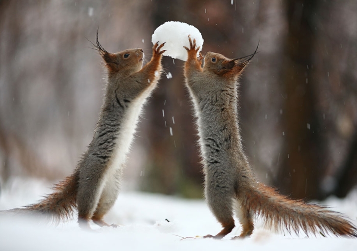macro-photography-squirrel-vadim-trunov-russia-3