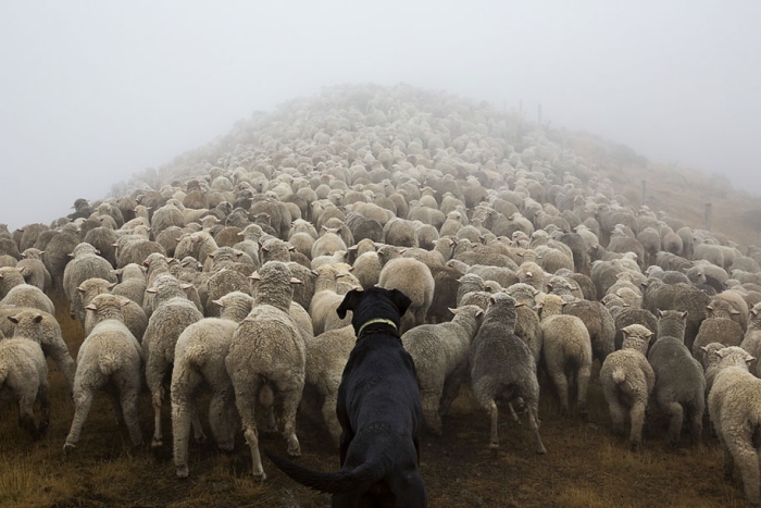 working-dog-animals-shepherds-realm-andrew-fladeboe-35