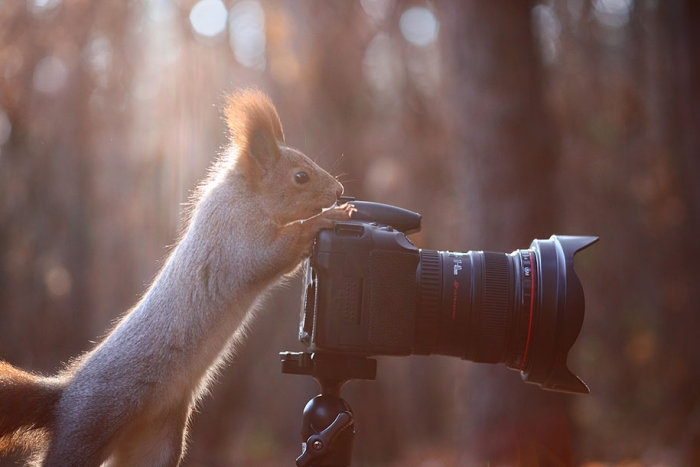 macro-photography-squirrel-vadim-trunov-russia-4