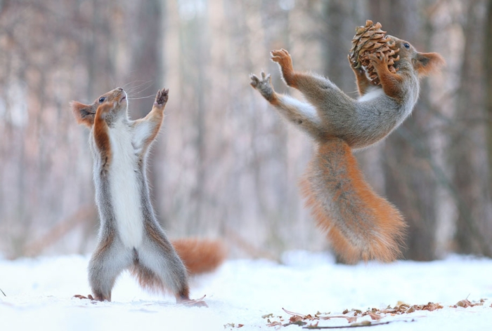 macro-photography-squirrel-vadim-trunov-russia-5