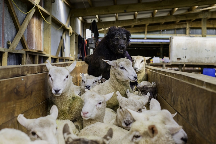 working-dog-animals-shepherds-realm-andrew-fladeboe-14