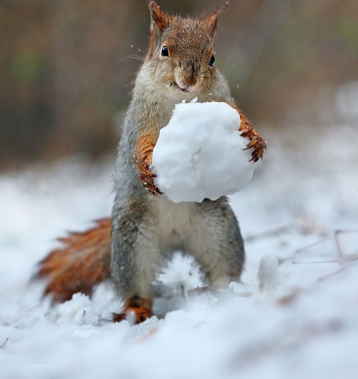 macro-photography-squirrel-vadim-trunov-russia-6