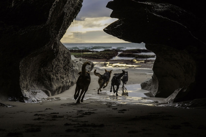 working-dog-animals-shepherds-realm-andrew-fladeboe-15