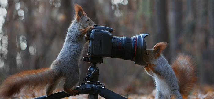 macro-photography-squirrel-vadim-trunov-russia-7