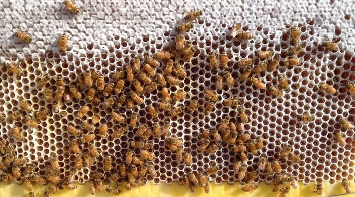 bees-easy-honey-tap-flow-hive-stuart-cedar-anderson-7