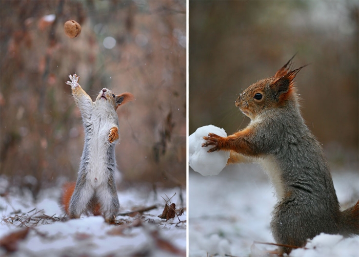 macro-photography-squirrel-vadim-trunov-russia-8