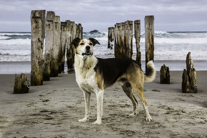 working-dog-animals-shepherds-realm-andrew-fladeboe-2