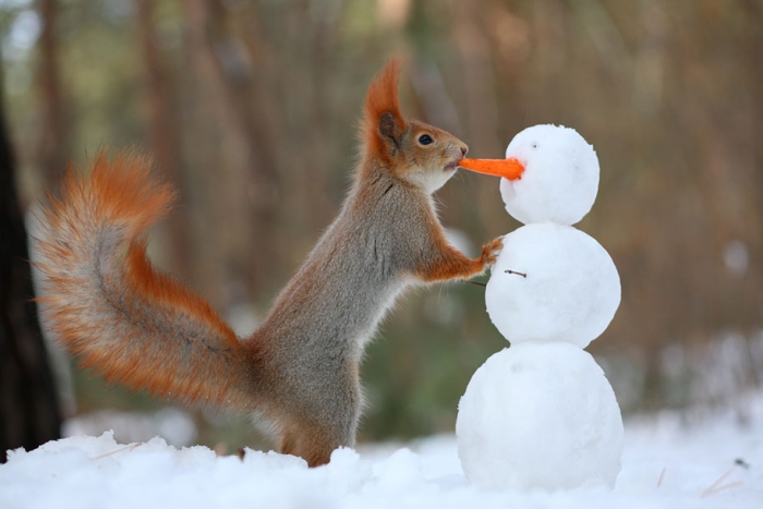 macro-photography-squirrel-vadim-trunov-russia-9
