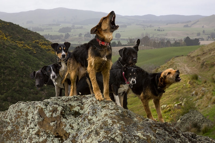 working-dog-animals-shepherds-realm-andrew-fladeboe-17