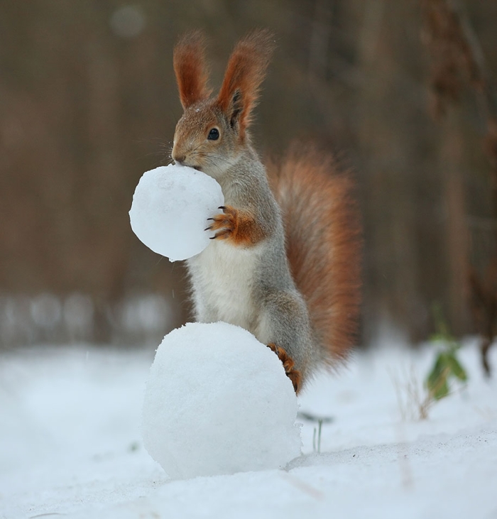 macro-photography-squirrel-vadim-trunov-russia-10