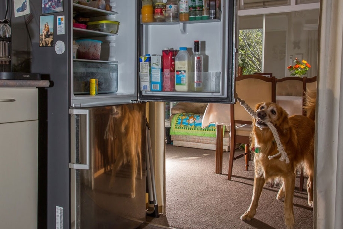 working-dog-animals-shepherds-realm-andrew-fladeboe-32
