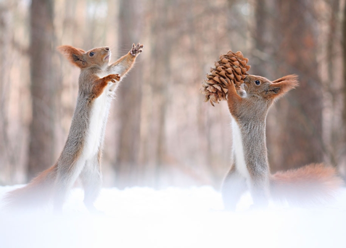 macro-photography-squirrel-vadim-trunov-russia-11