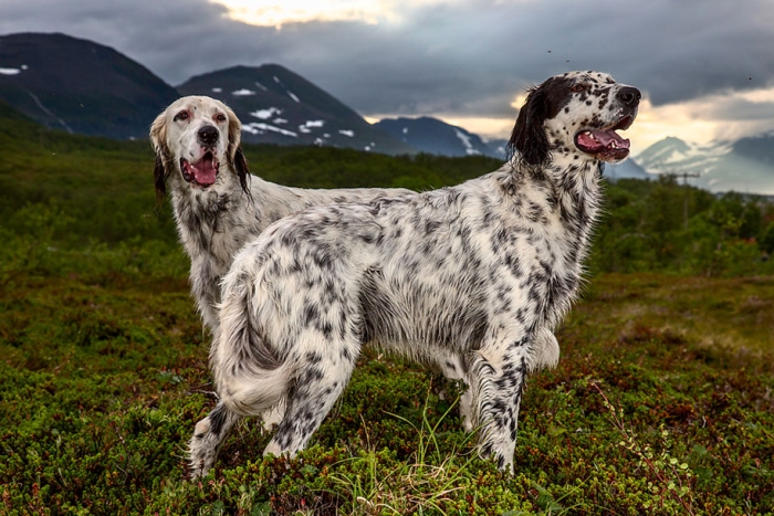 working-dog-animals-shepherds-realm-andrew-fladeboe-8