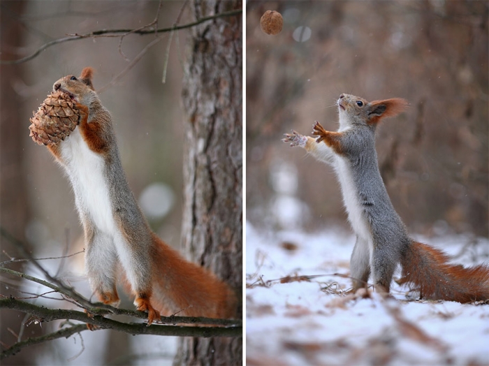 macro-photography-squirrel-vadim-trunov-russia-14