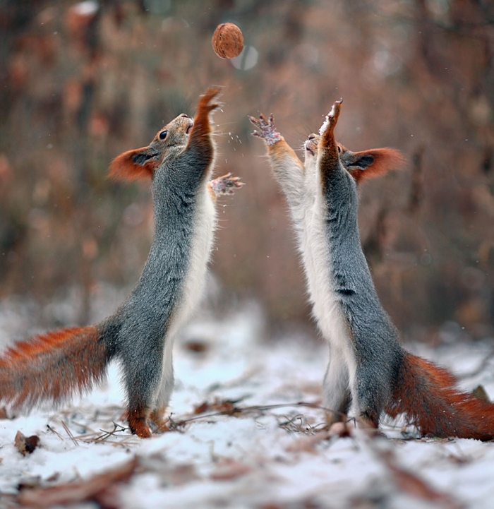 macro-photography-squirrel-vadim-trunov-russia-12