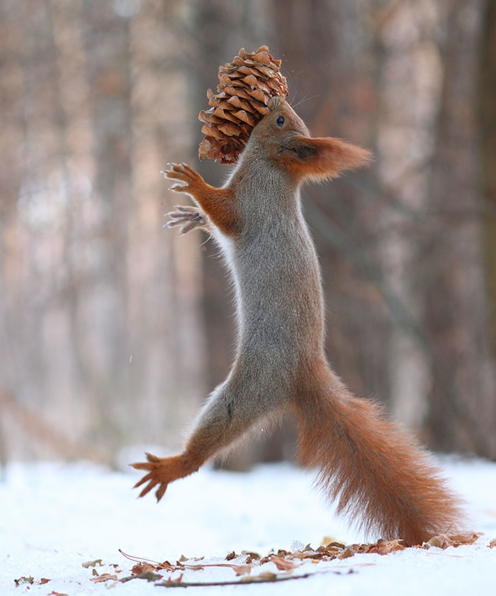 macro-photography-squirrel-vadim-trunov-russia-13