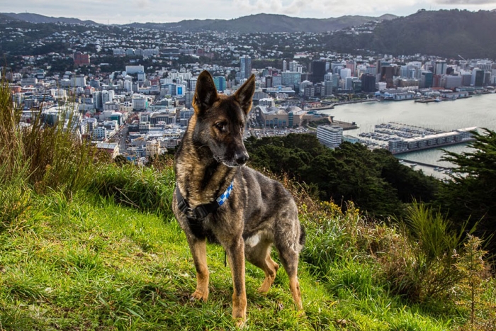 working-dog-animals-shepherds-realm-andrew-fladeboe-27