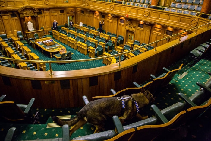 working-dog-animals-shepherds-realm-andrew-fladeboe-26