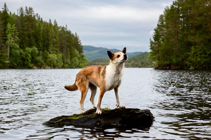 working-dog-animals-shepherds-realm-andrew-fladeboe-6