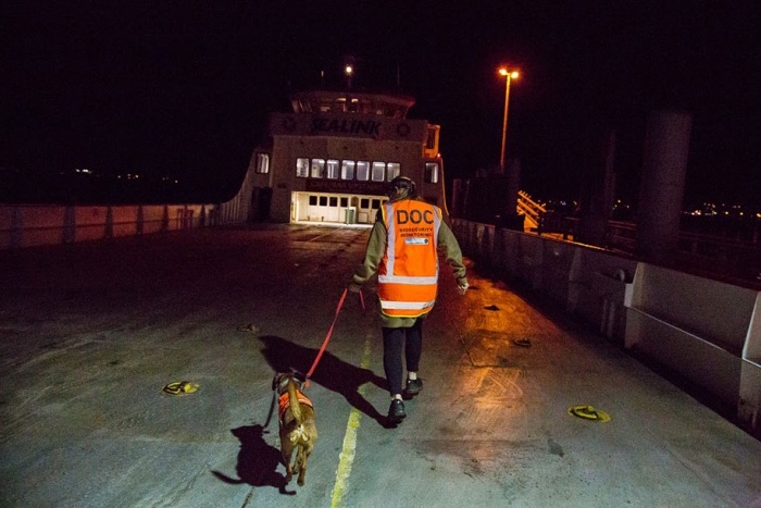 working-dog-animals-shepherds-realm-andrew-fladeboe-28
