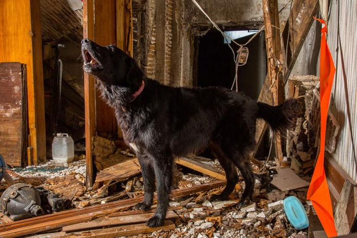 working-dog-animals-shepherds-realm-andrew-fladeboe-23